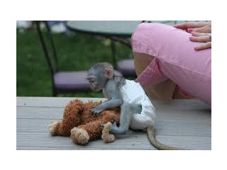 Splendide maimuțe capucine